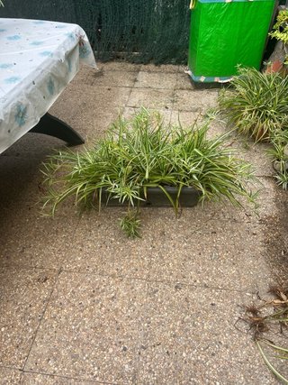 Macetero grande con plantas