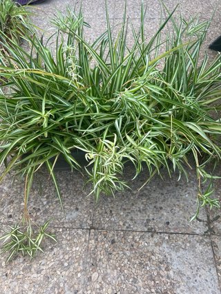 Macetero grande con plantas