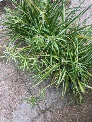 Macetero grande con plantas