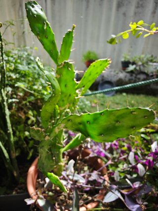 Planta colgante decorativa