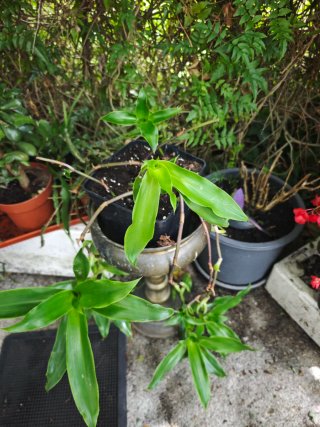 Planta colgante decorativa