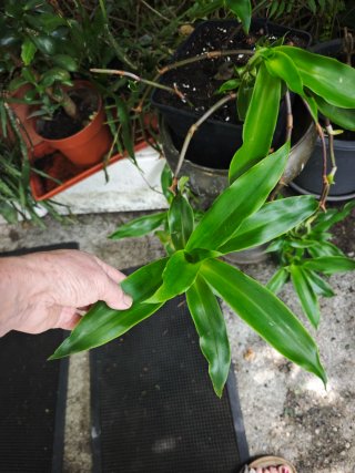 Planta colgante decorativa