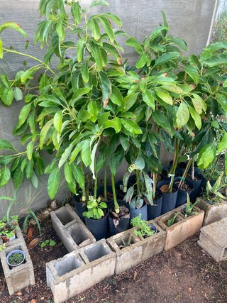 Árboles frutales con frutas