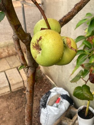 Árboles frutales con frutas