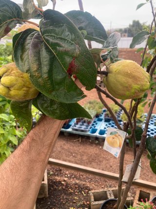 Árboles frutales con frutas