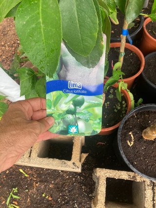 Árboles frutales con frutas