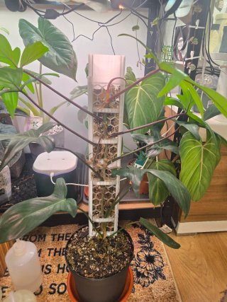 Tutores 3D para plantas