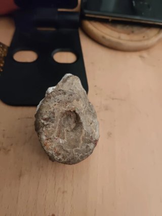 Fósil Ammonites