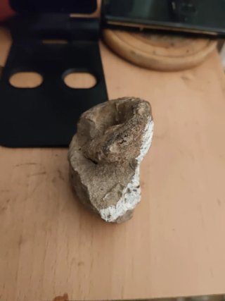 Fósil Ammonites