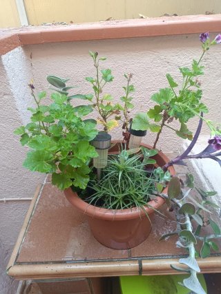 Maceta mediana con plantas variadas