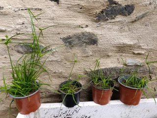 Preziose piante di papiro nano in vendita