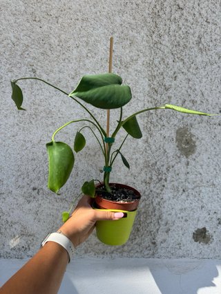 Monstera Deliciosa
