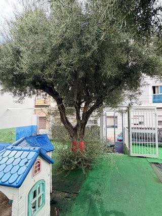 Olivos centenarios grandes.
