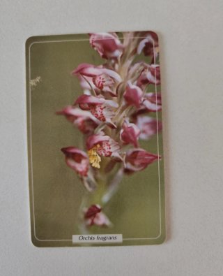Scheda telefonica orchidea Orchis fragrans da coll