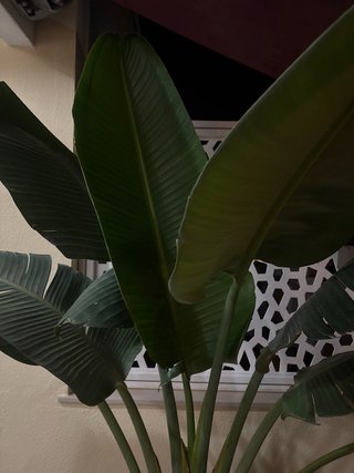 Plantas  grandesdes desde 50 € según tamaño.