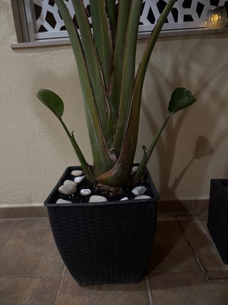 Plantas  grandesdes desde 50 € según tamaño.