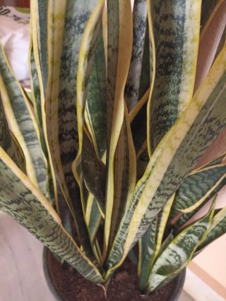 Planta grande Sansevieria Trifasciata natural.