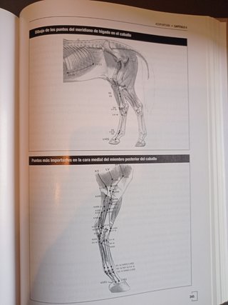 Acupuntura Veterinaria y Terapias Naturales