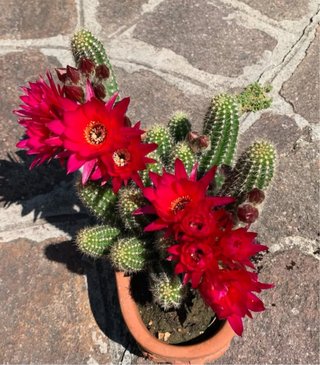 Cactus Chamaecereus pink yellow