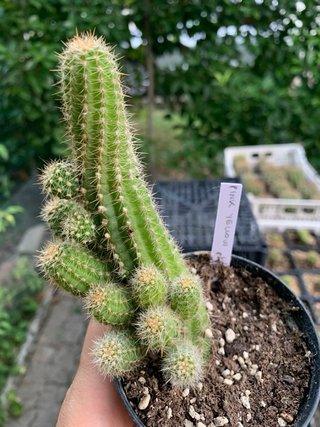 Cactus Chamaecereus pink yellow