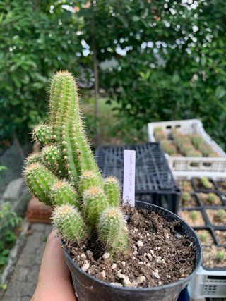 Cactus Chamaecereus pink yellow