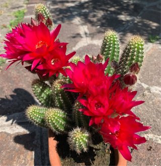 Cactus Chamaecereus pink yellow