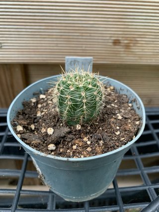 Echinopsis hybrid Ghertrude