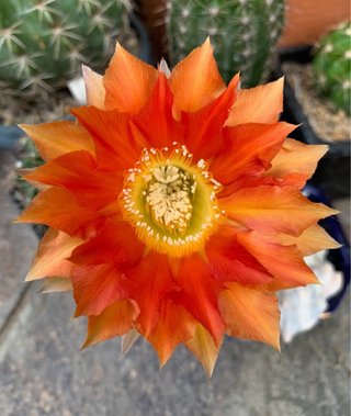 Echinopsis hybrid Ghertrude