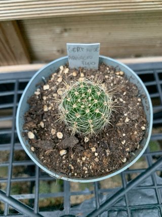 Echinopsis hybrid Ghertrude