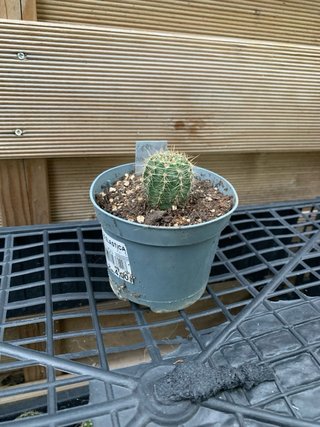 Echinopsis hybrid Ghertrude