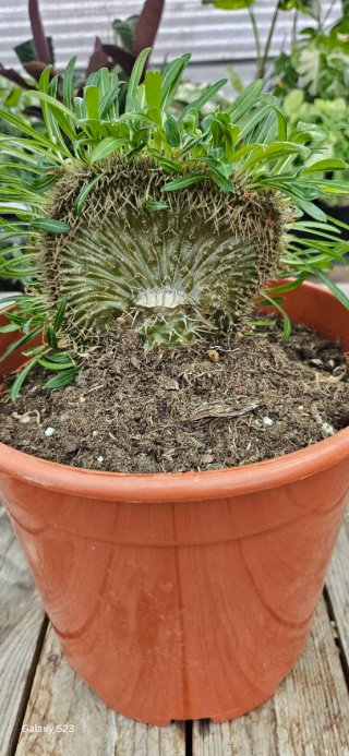 Cristata Pachypodium Lamerei
