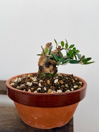 Acebuche bonsai mini