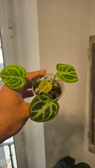 Anthurium Dorayaki Planta Joven