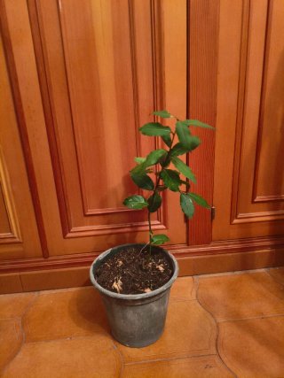 Planta de Laurel en Maceta