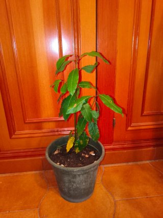 Planta de Laurel en Maceta