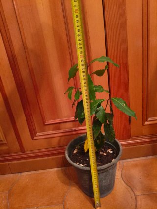 Planta de Laurel en Maceta
