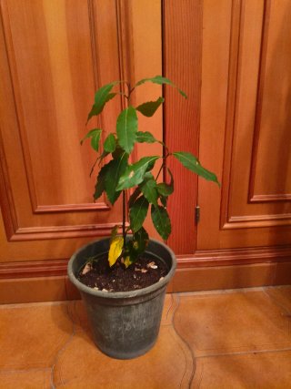 Planta de Laurel en Maceta
