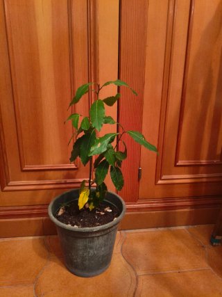 Planta de Laurel en Maceta