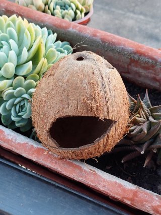 Cocco tana