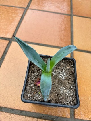 Planta Agave Maguey