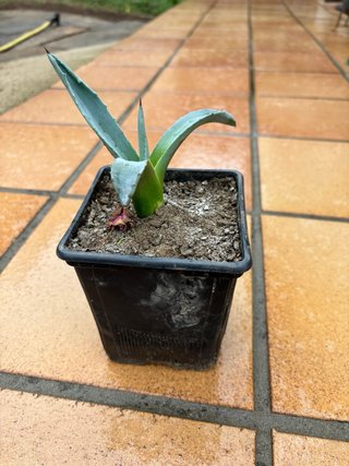 Planta Agave Maguey