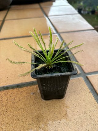 Planta Carnívora Drosera