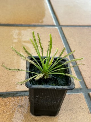 Planta Carnívora Drosera
