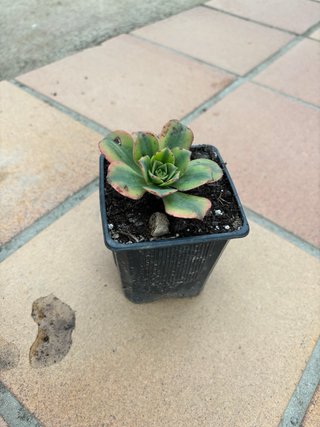 Aeonium haworthii 'Kiwi' Suculenta