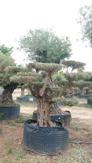 Olivo Centenario Bonsái Ornamental