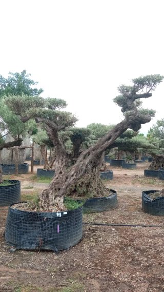 Olivo Centenario Bonsái Ornamental