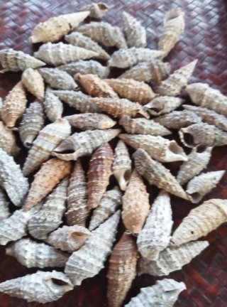 Lotto 60 conchiglie naturali miste