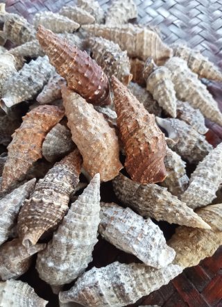 Lotto 60 conchiglie naturali miste