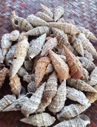 Lotto 60 conchiglie naturali miste
