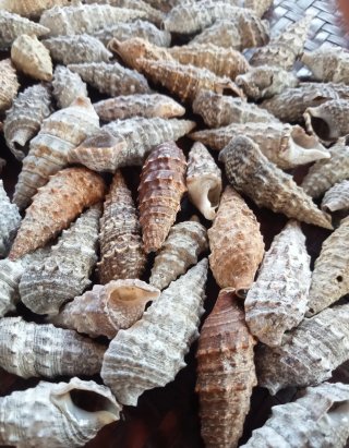 Lotto 60 conchiglie naturali miste